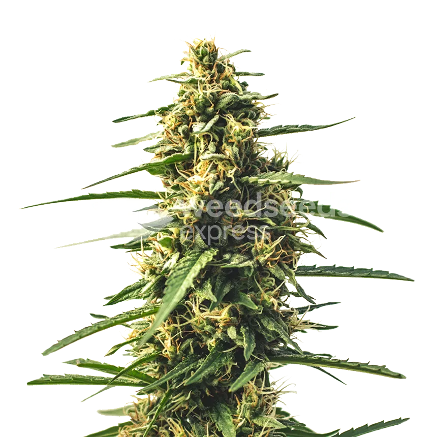 Sour Tsunami CBD plant
