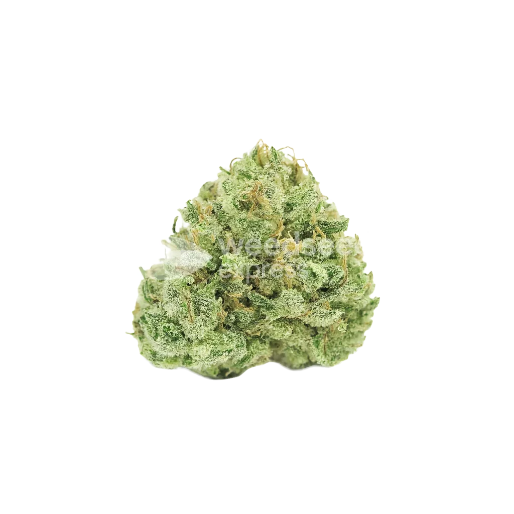 Bud de Stardawg Auto