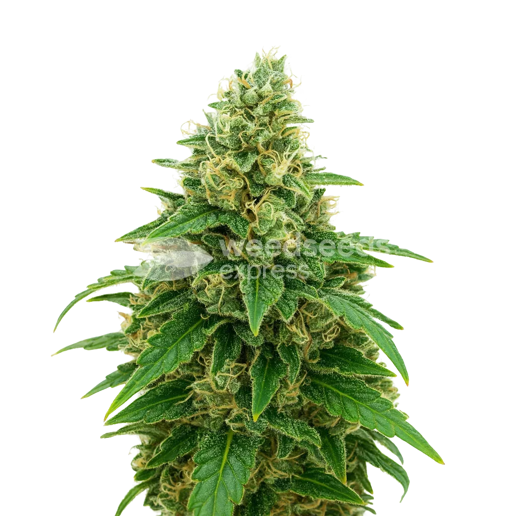 Plante de Stardawg Auto