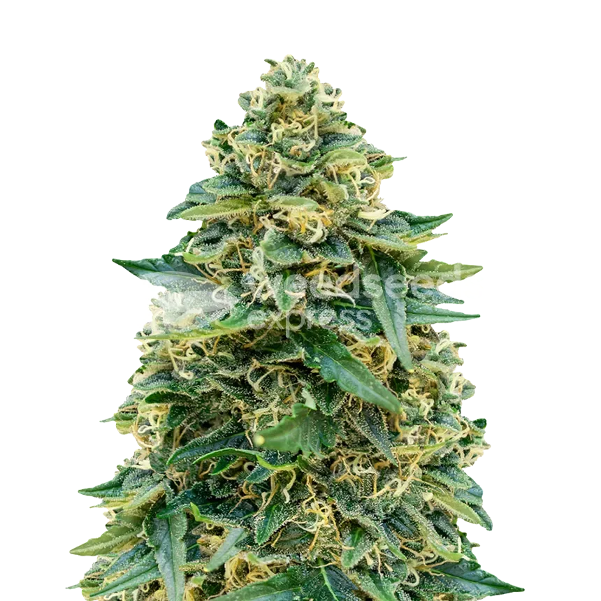 Stardawg plant