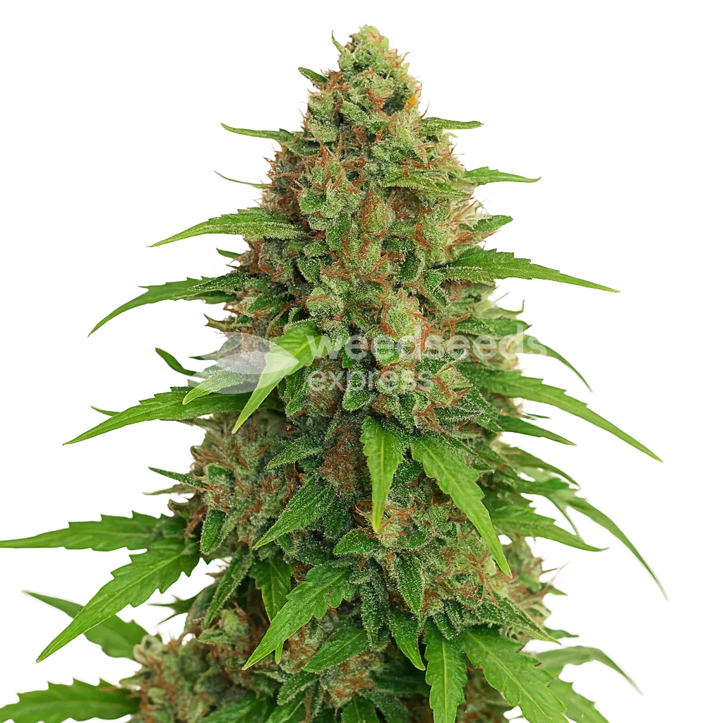 Plante de Strawberry Banana Auto