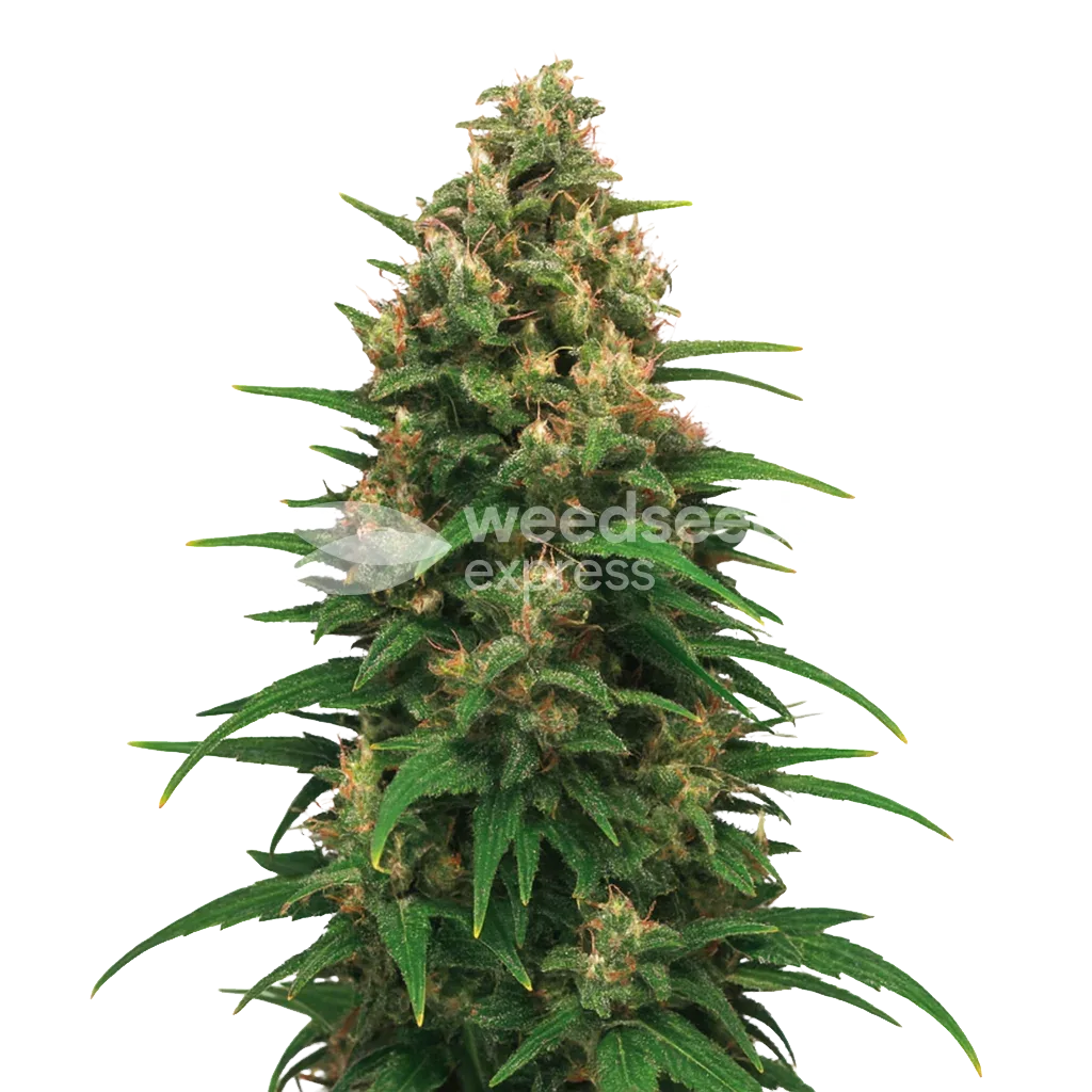 Plante de Strawberry Cough Auto