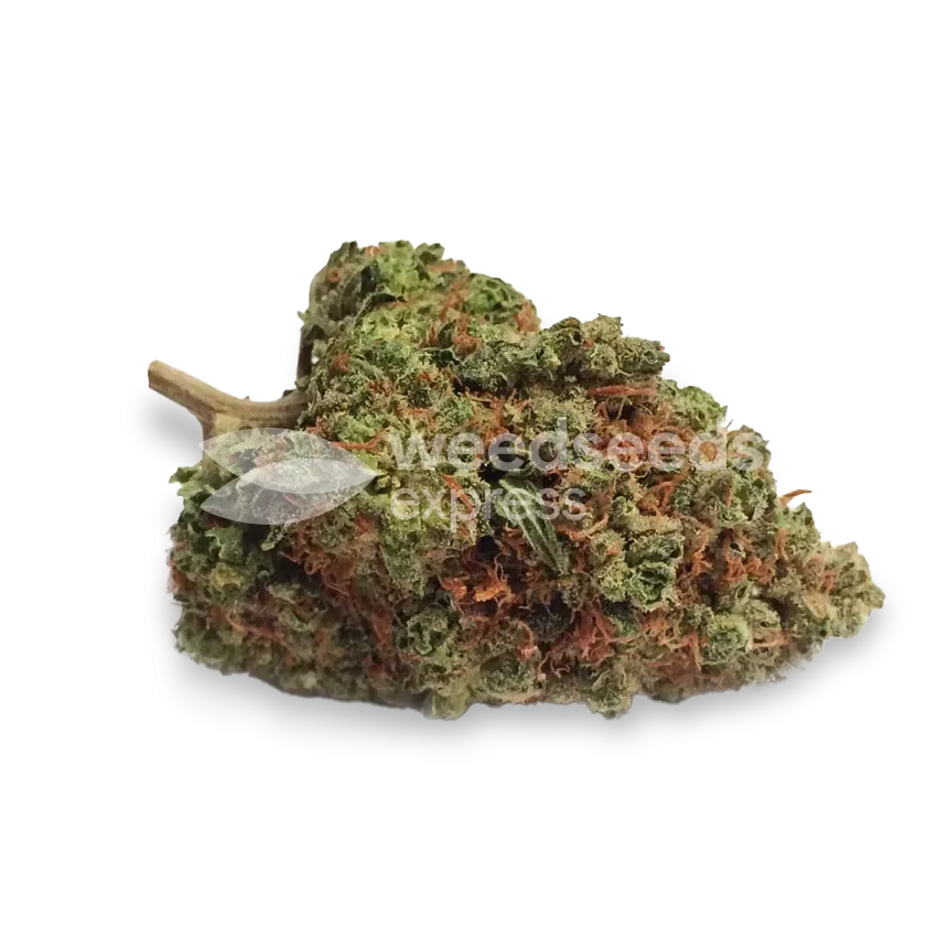 Strawberry Kush bud