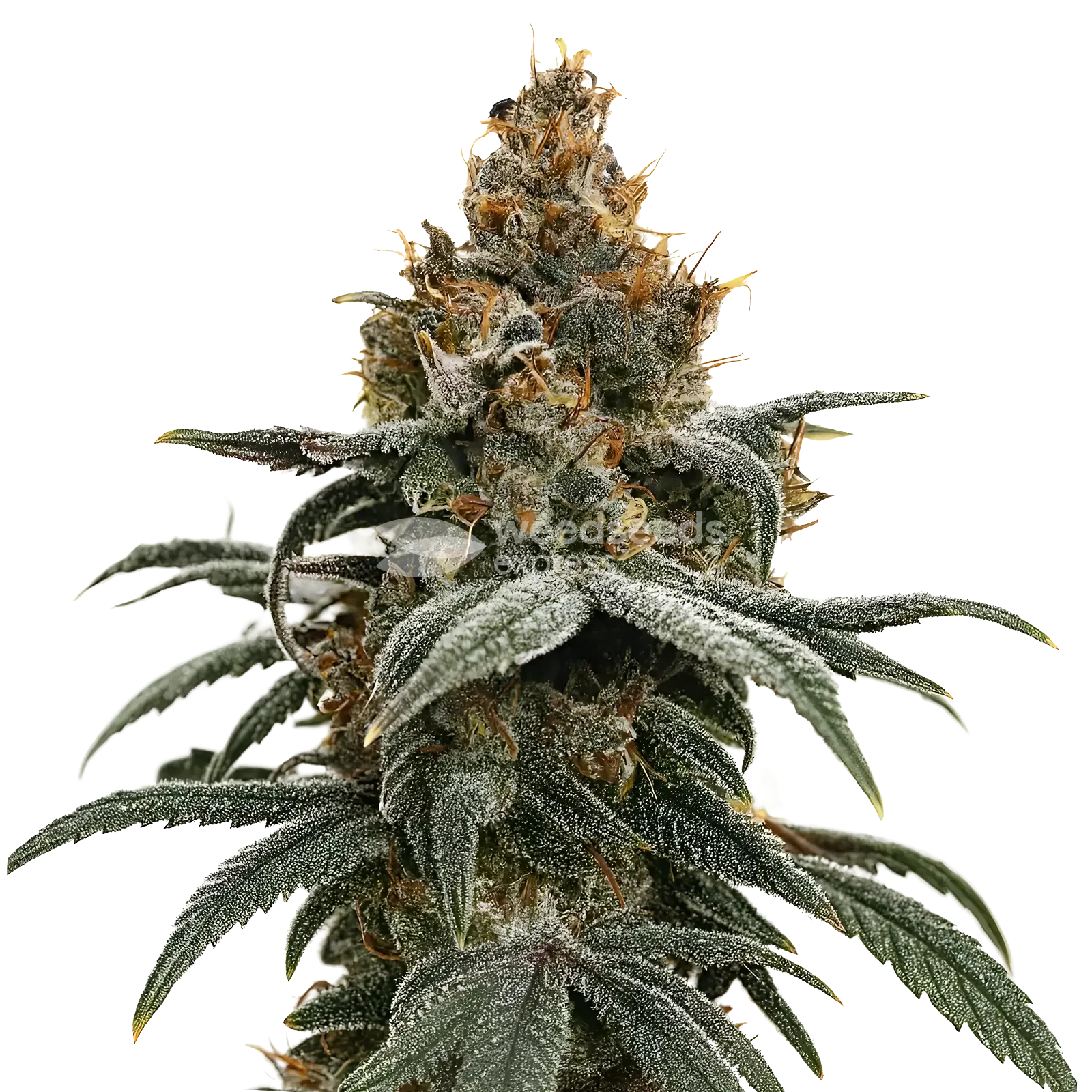 Plante de cannabis Sundae Driver