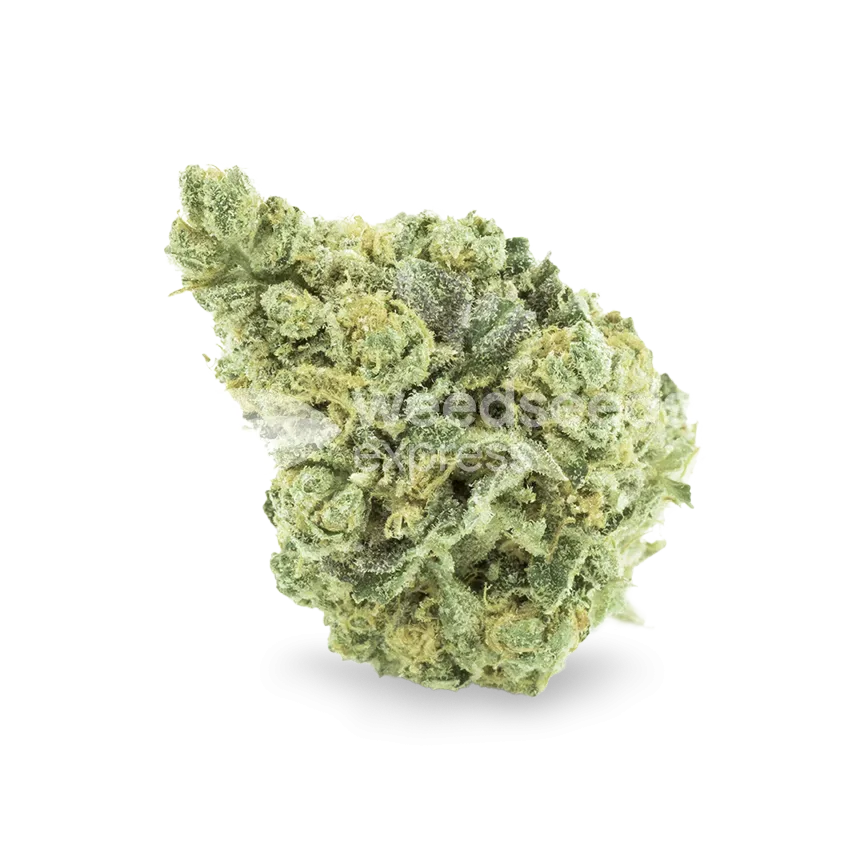 Sunset Sherbet bud