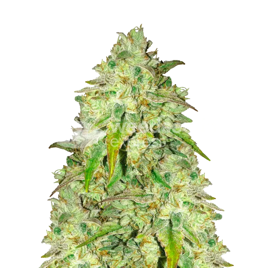 Sunset Sherbet plant
