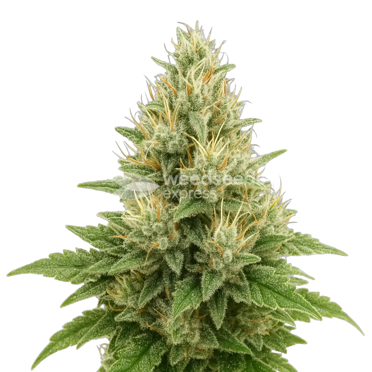 Super Boof plante autofleurissante