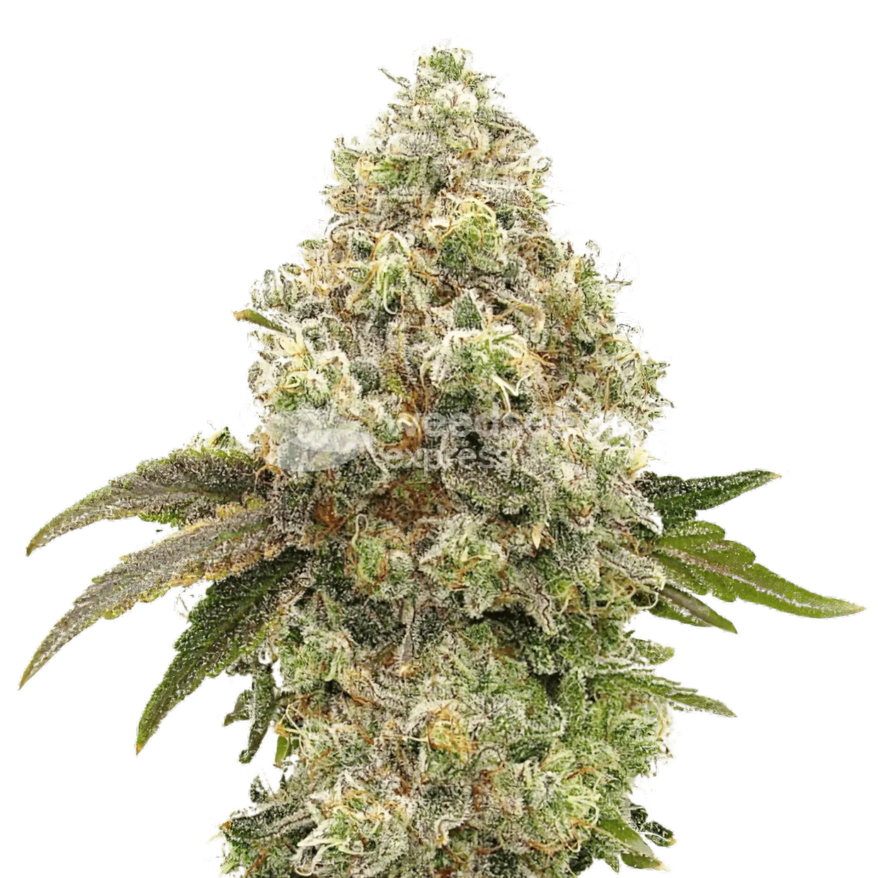 Super Boof Plante