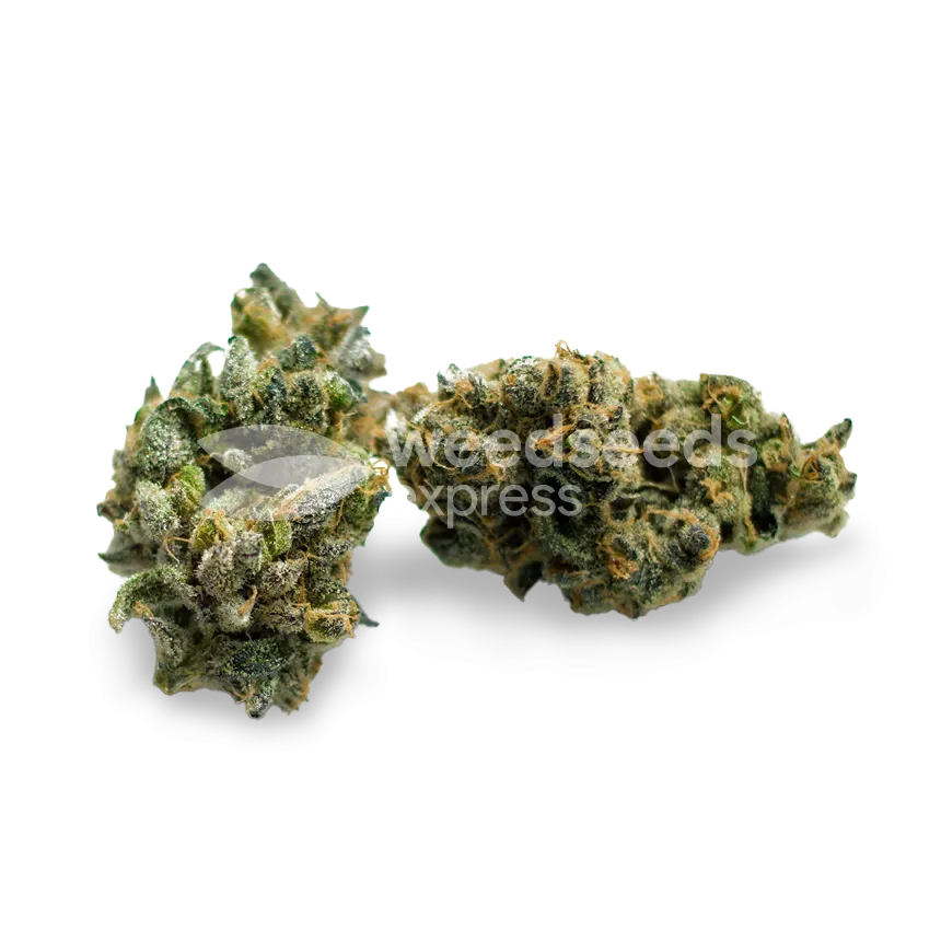 Super Glue bud