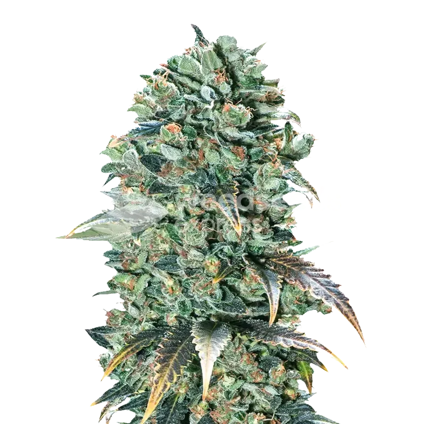 Super Glue plant