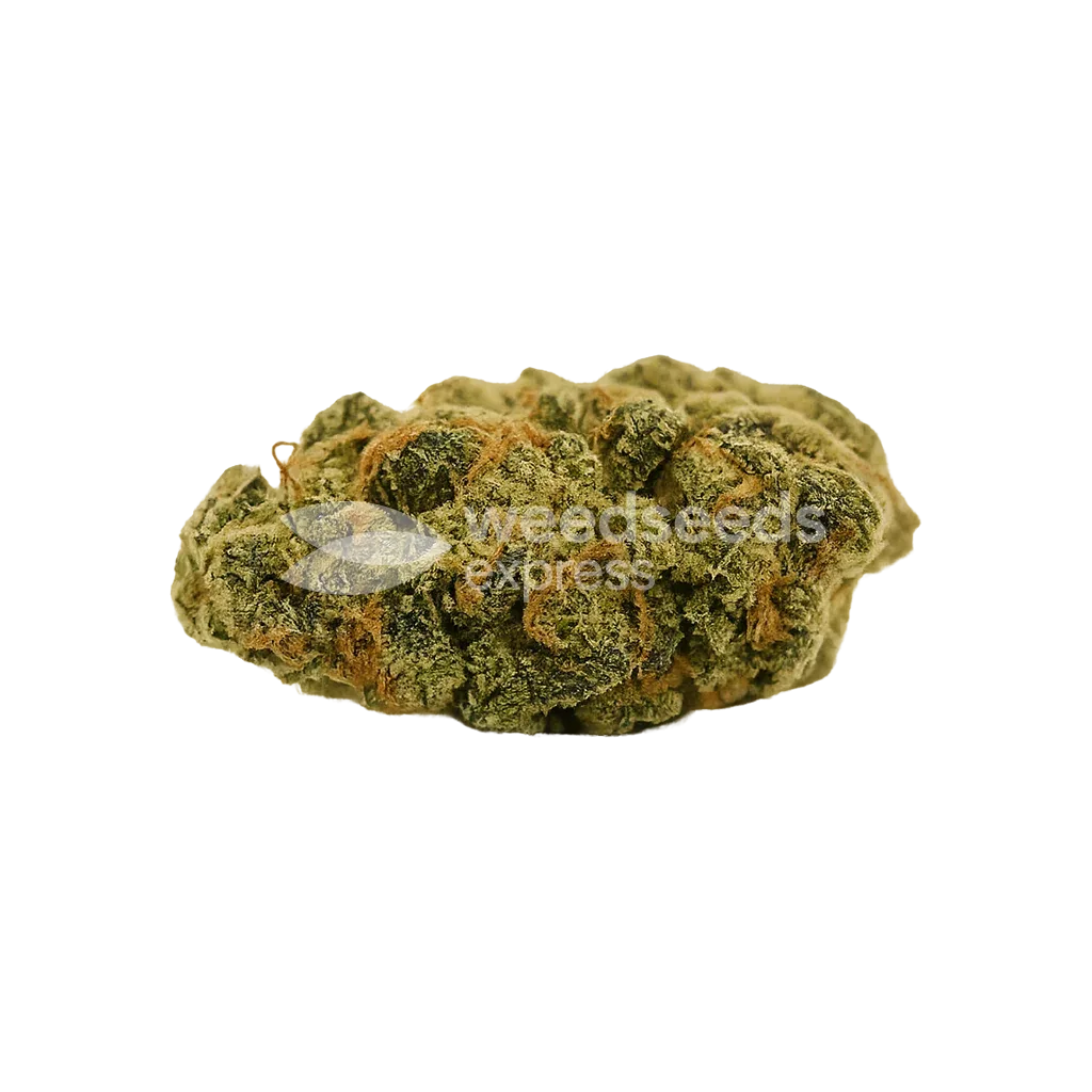 Bud de Super Lemon Haze Auto