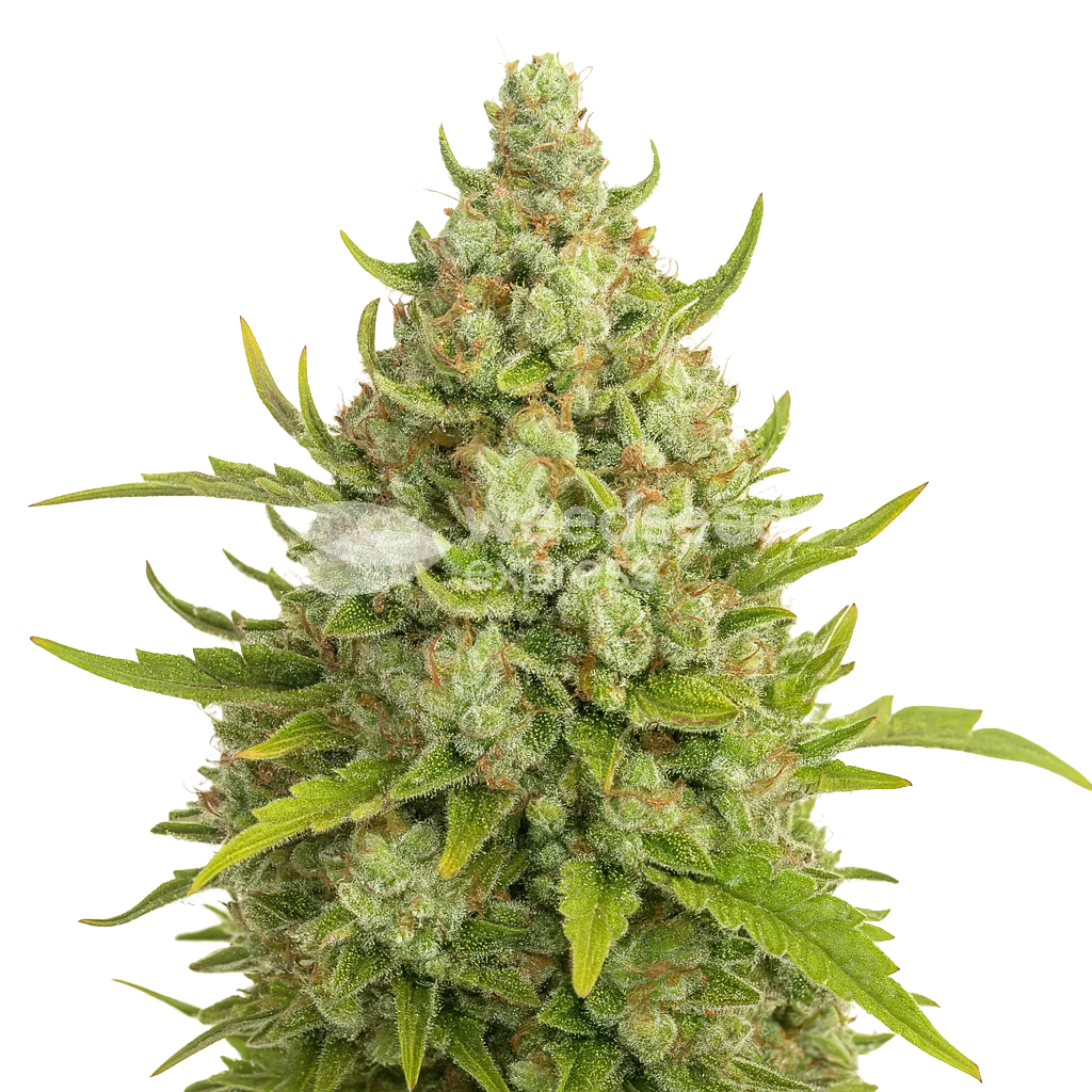 Plante de Super Lemon Haze Auto