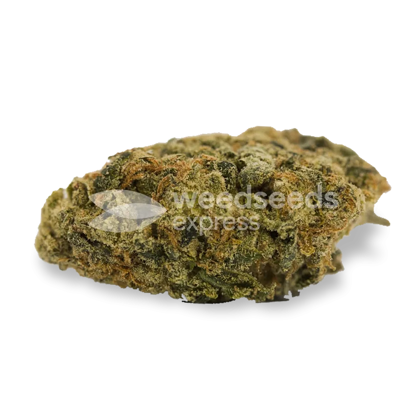 Super Lemon Haze bud
