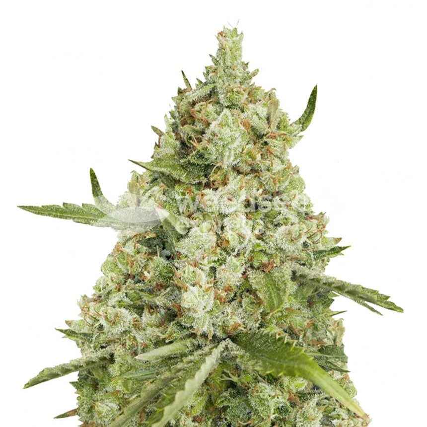 Plante de cannabis Super Lemon Haze