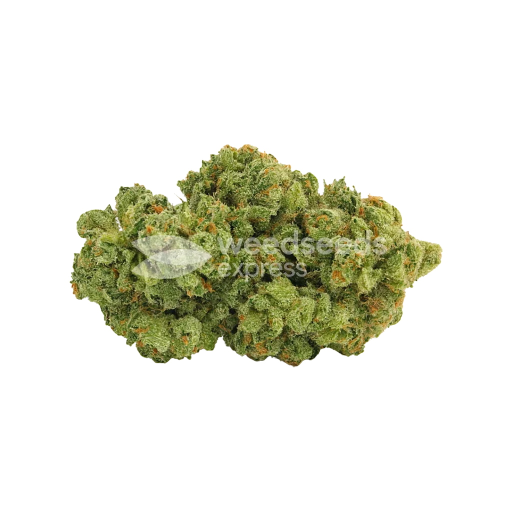 Bud de Super Silver Haze Auto