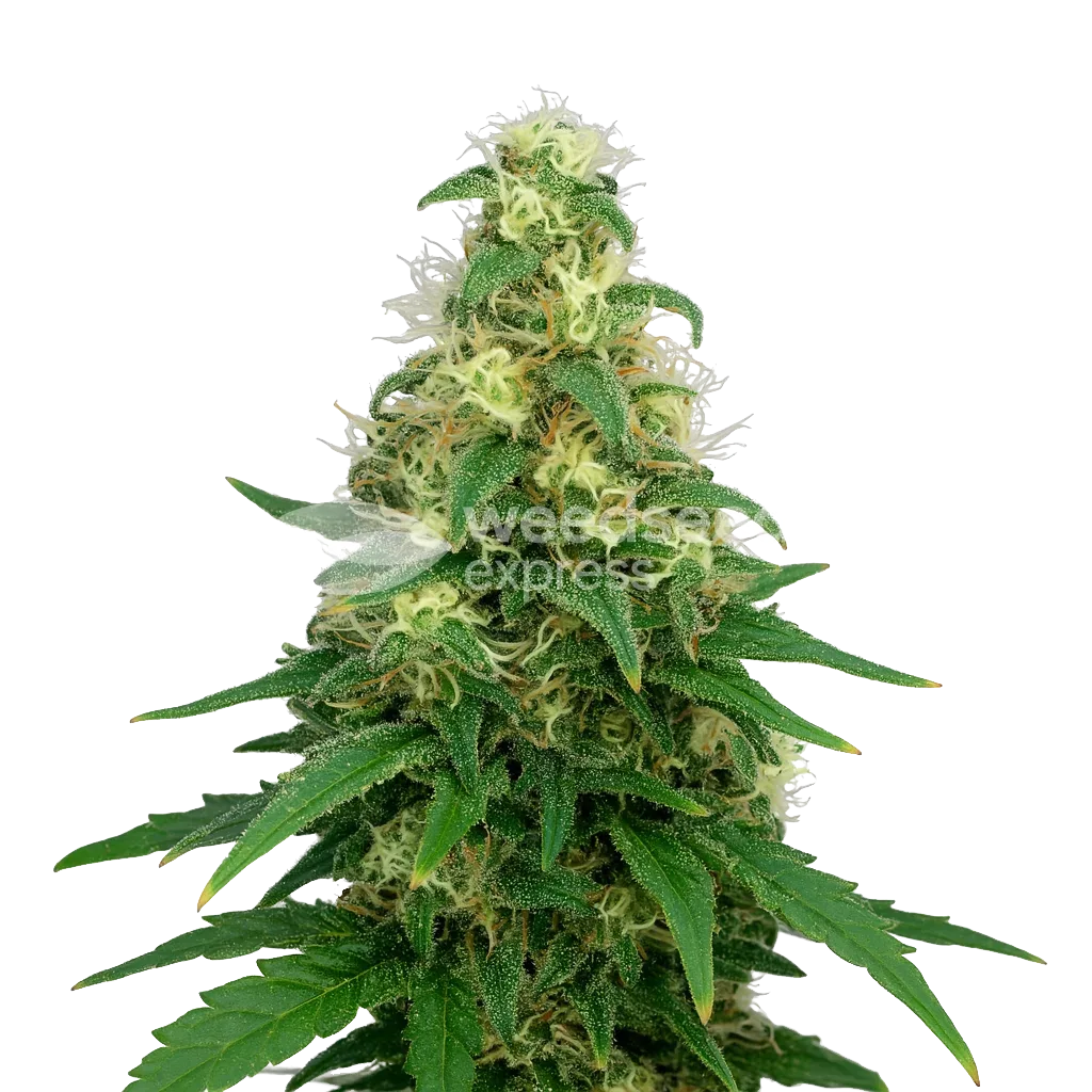 Plante de Super Silver Haze Auto