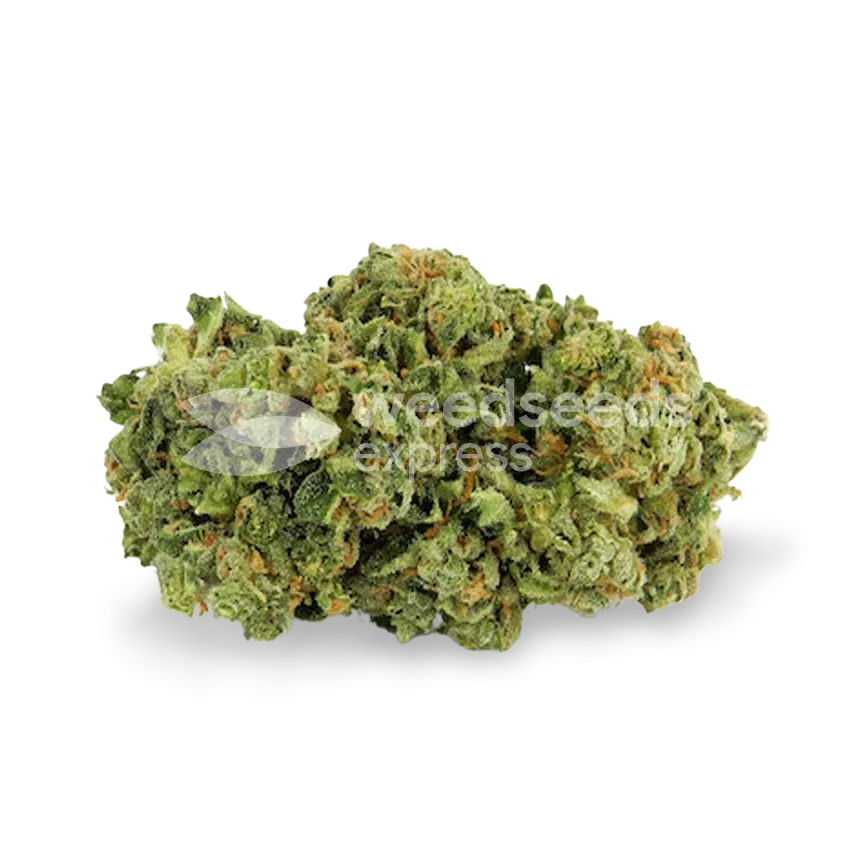 Super Silver Haze bud