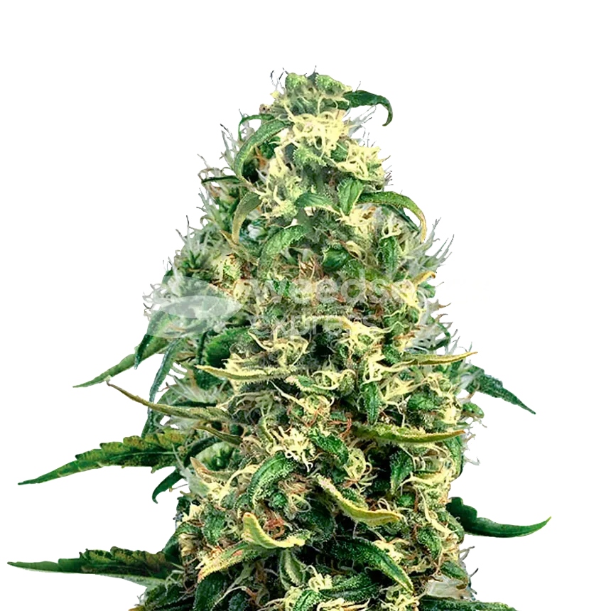 Plante de cannabis Super Silver Haze