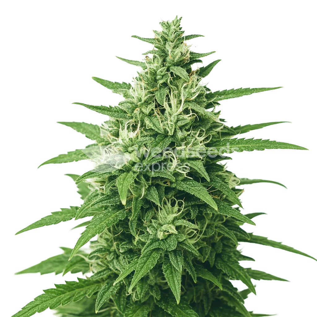 Plante de Super Skunk Auto