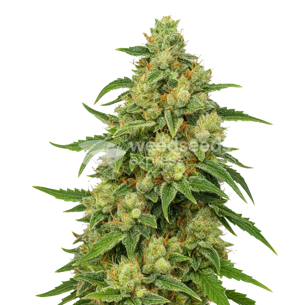 Plante de Sweet Tooth Auto