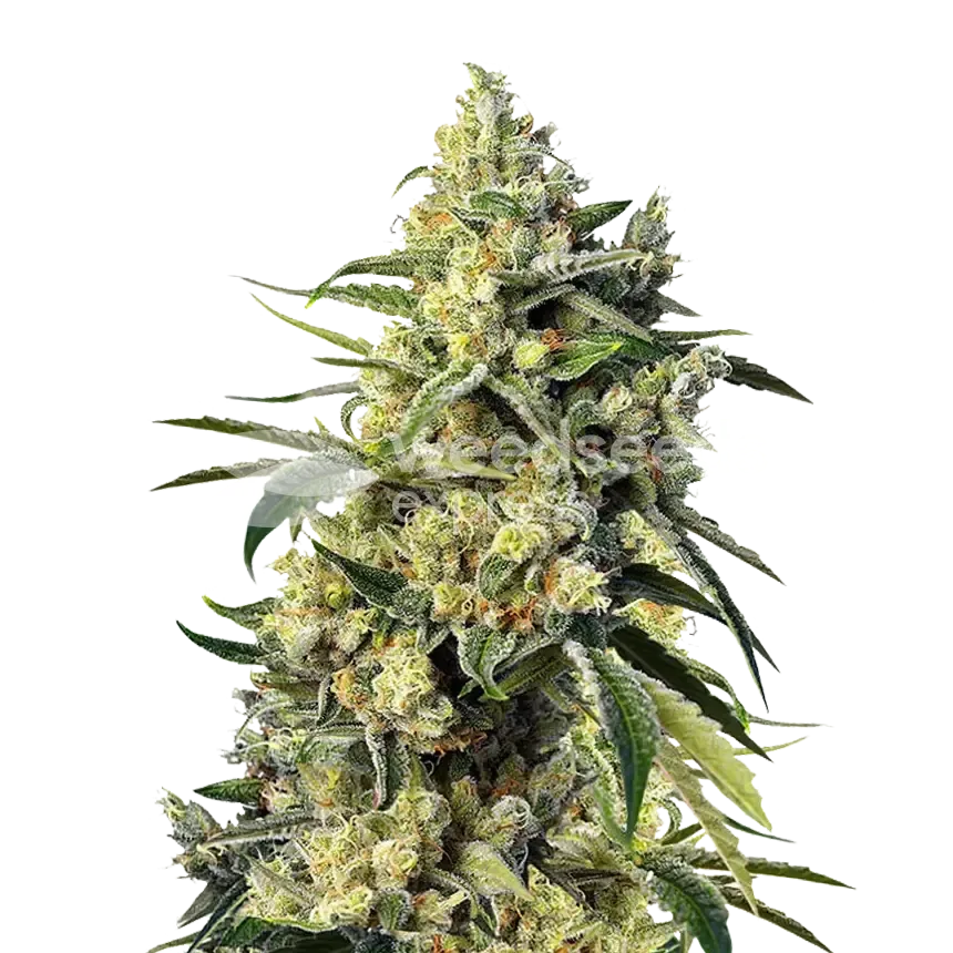 Sweet Tooth plant