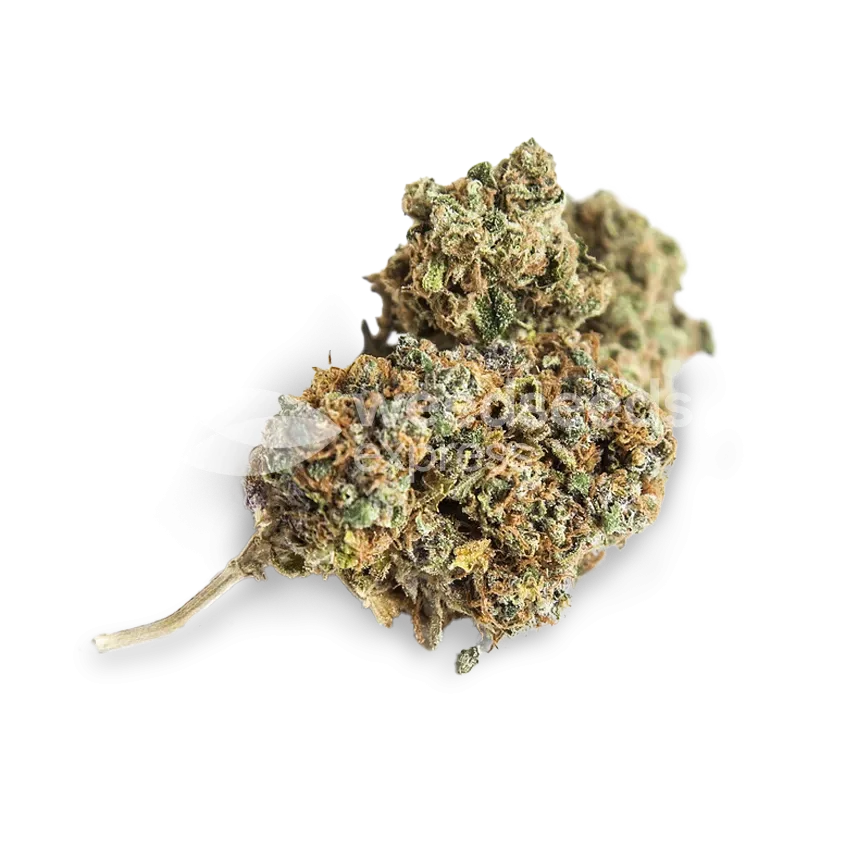 Swiss Cheese bud