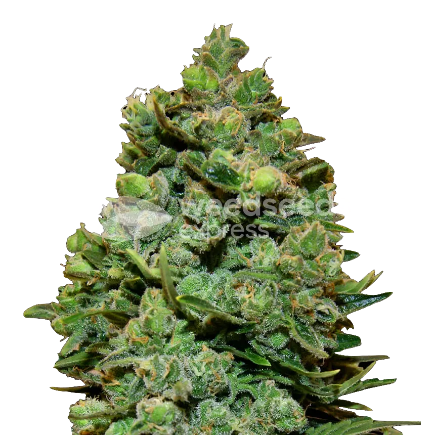 Swiss Cheese plant