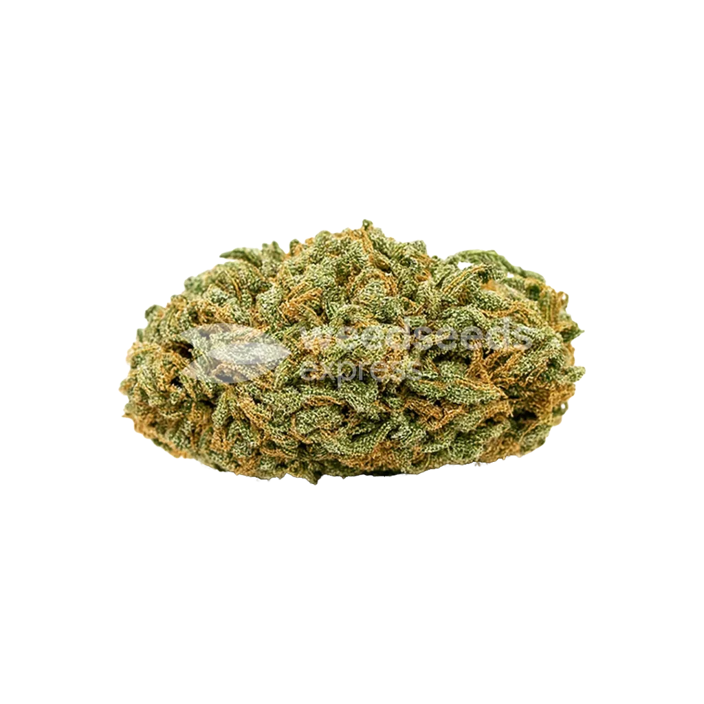 Bud de Tangerine Dream Auto