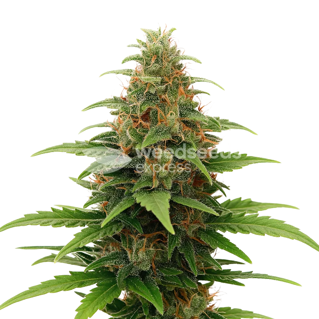 Plante de Tangerine Dream Auto