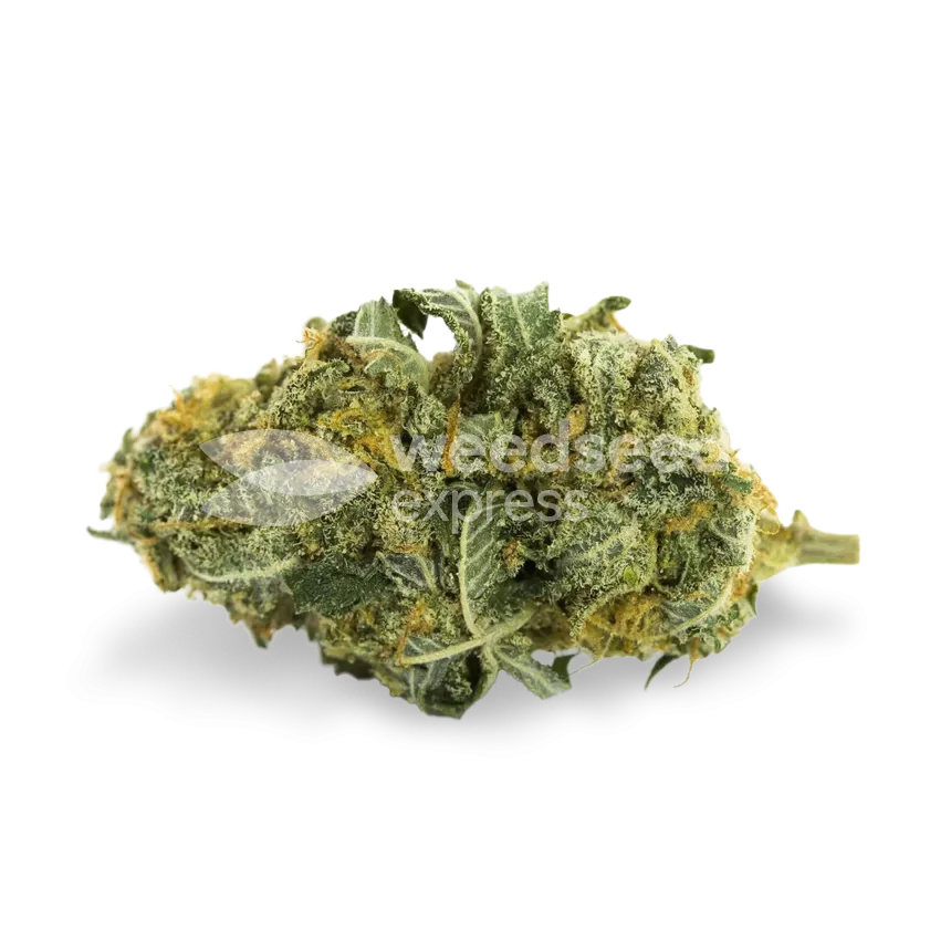 T&ecirc;te de cannabis Tangie