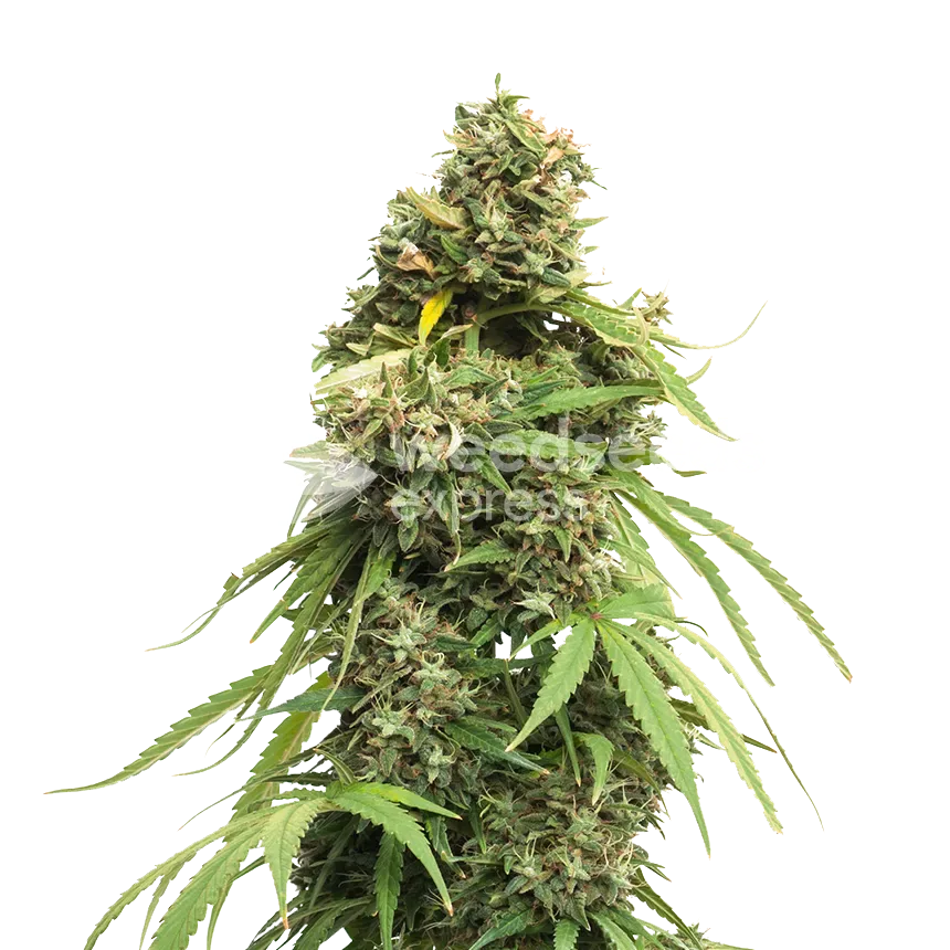 Plante de cannabis Tangie