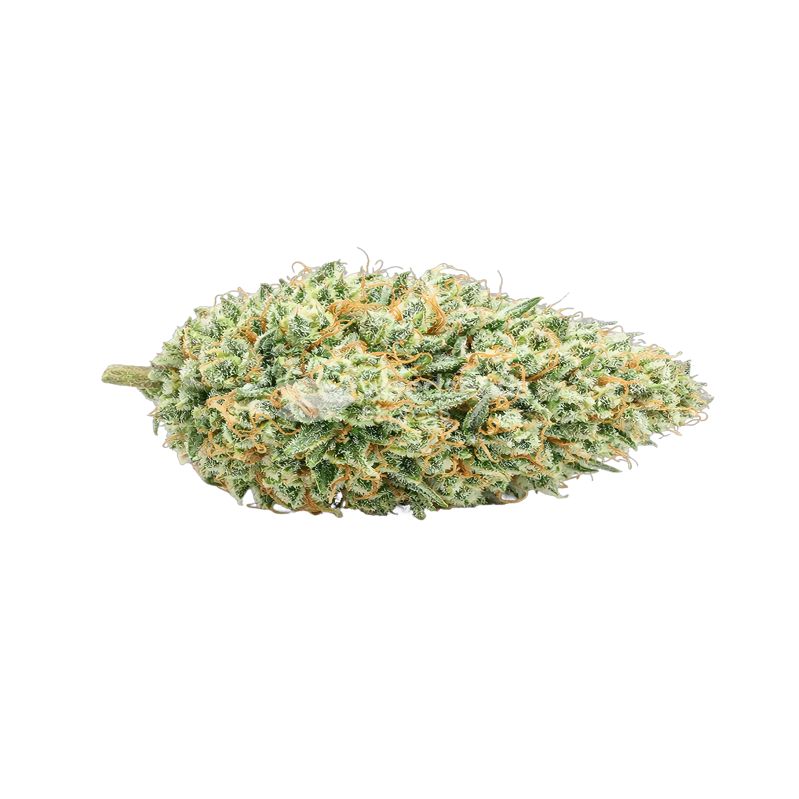 Tête de cannabis Tetra Express Autoflower
