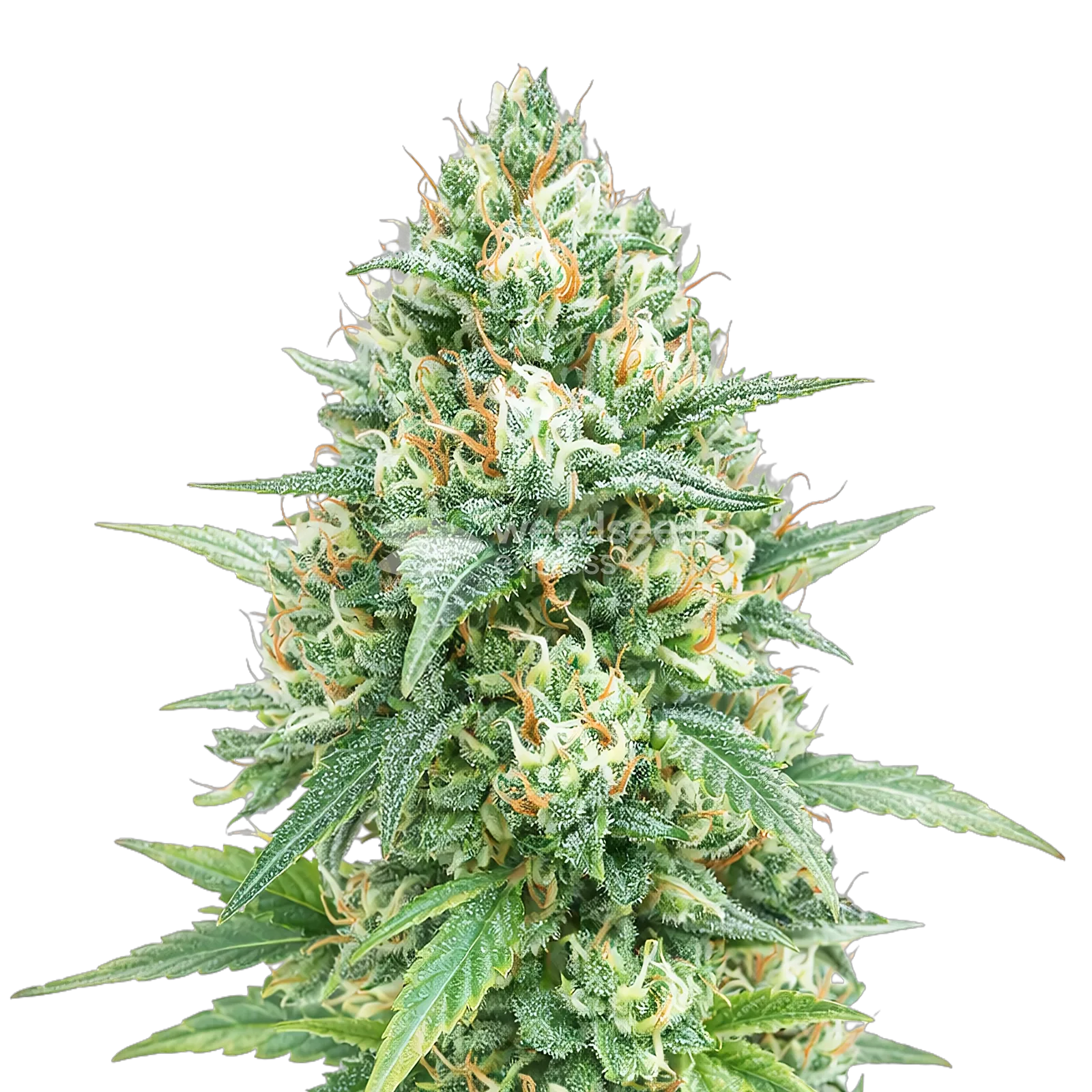 Tetra Express Autoflower Cannabis Plant