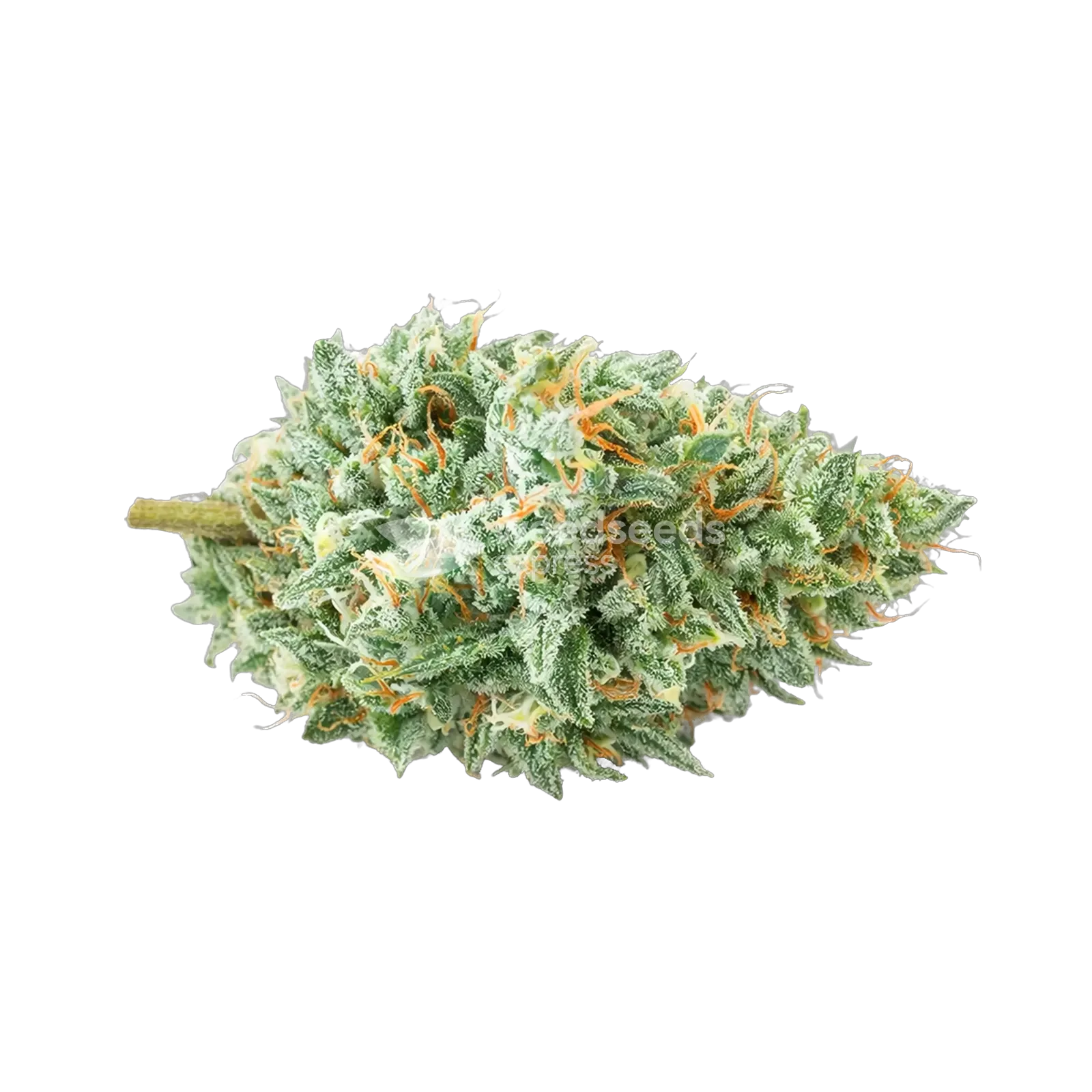 Tête de cannabis Tetra