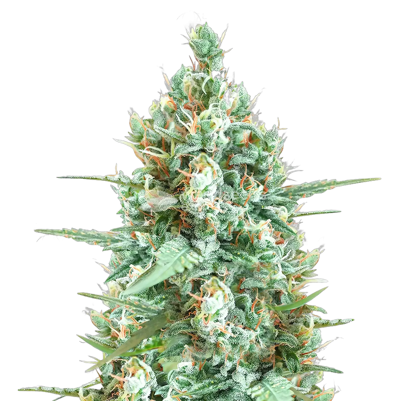 Plante de cannabis Tetra