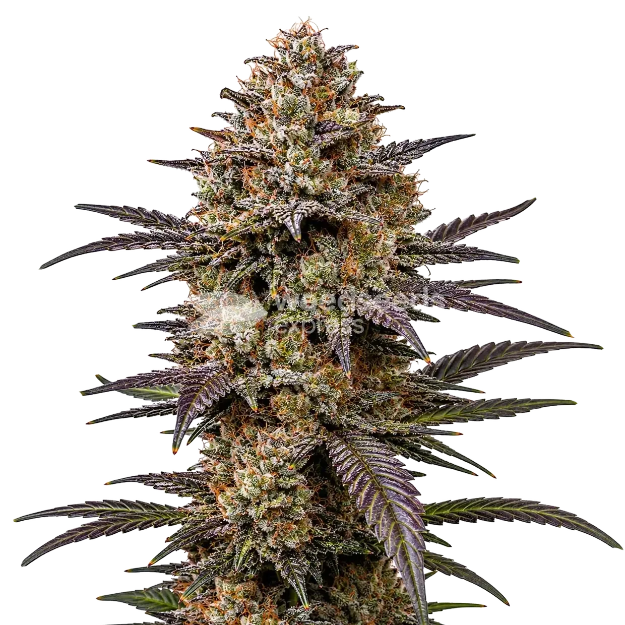 The Toad Cannabis plante