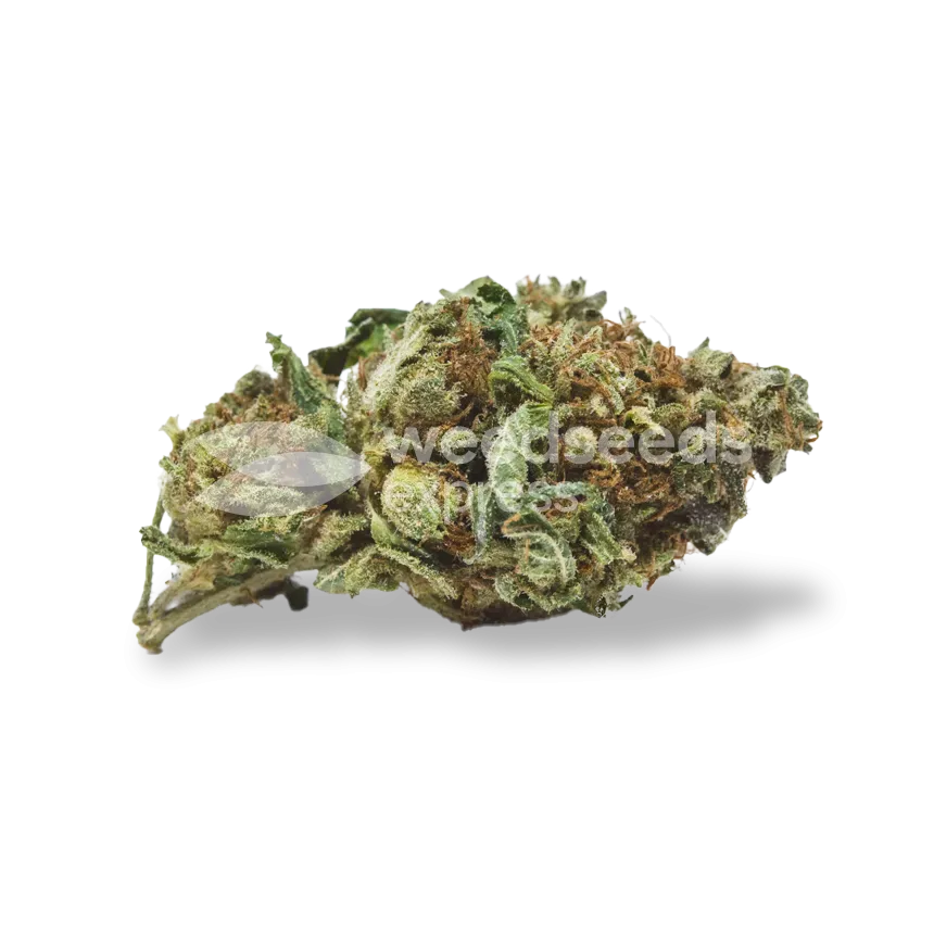 Trainwreck bud