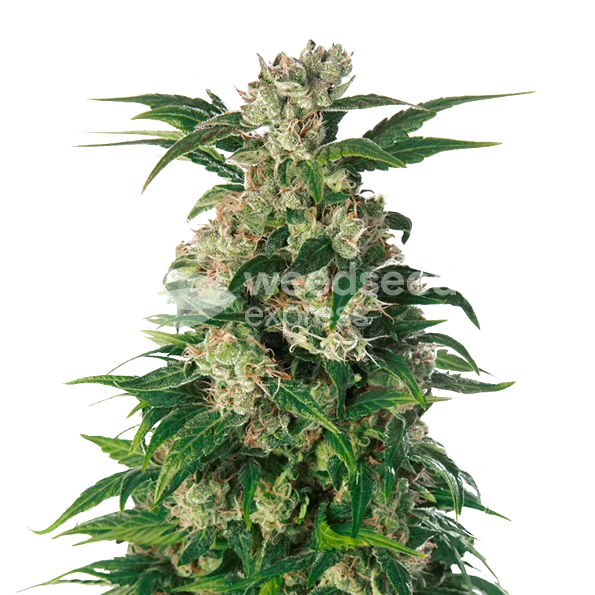 Trainwreck plant