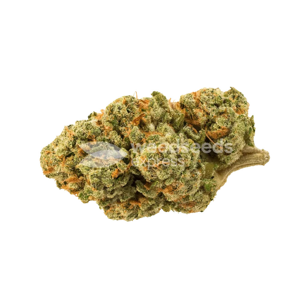 Bud de Triangle Kush Auto