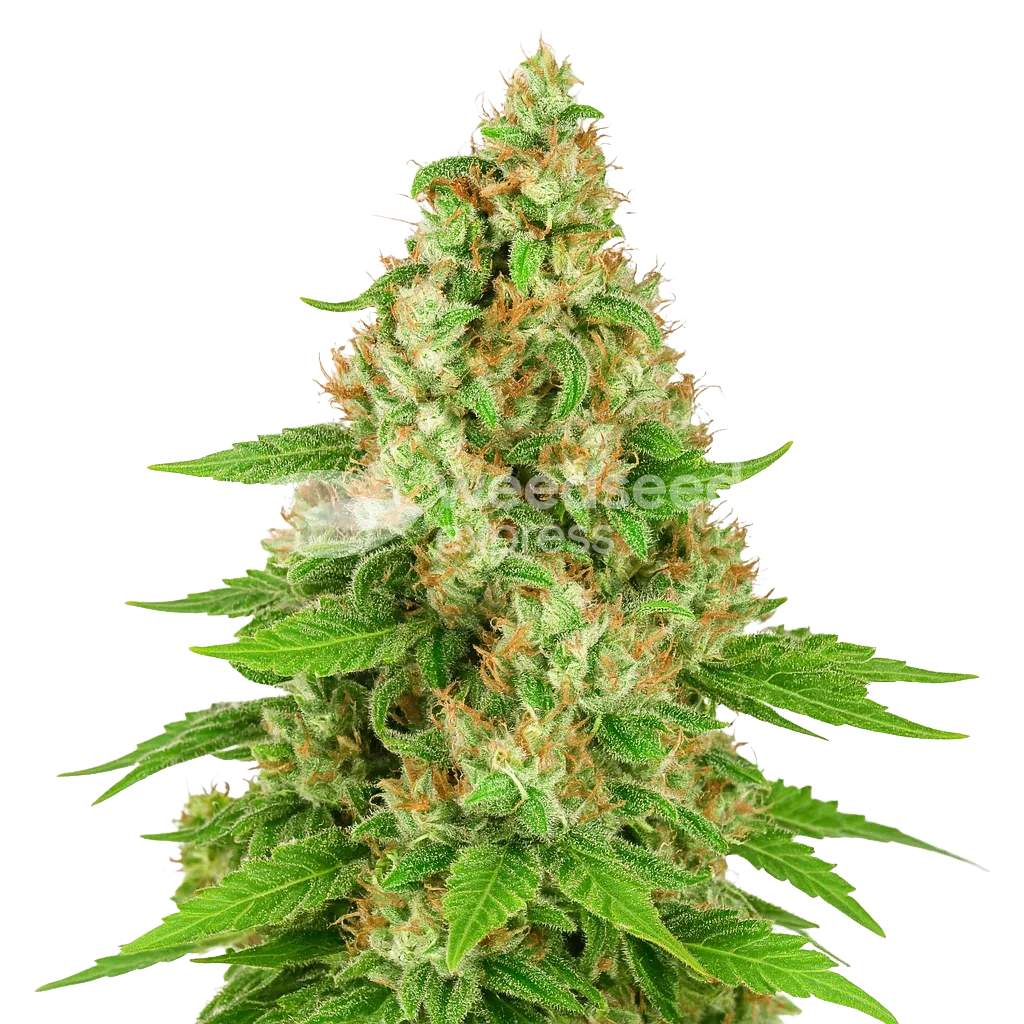 Plante de Triangle Kush Auto