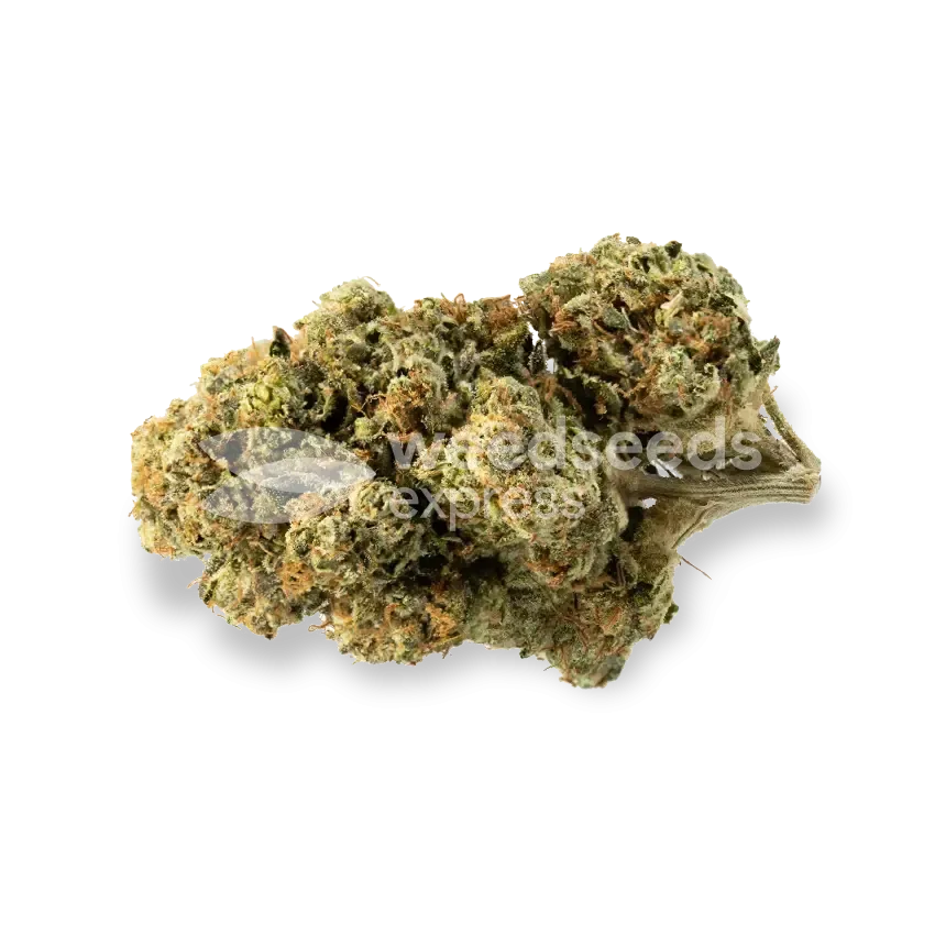 Triangle Kush Bud