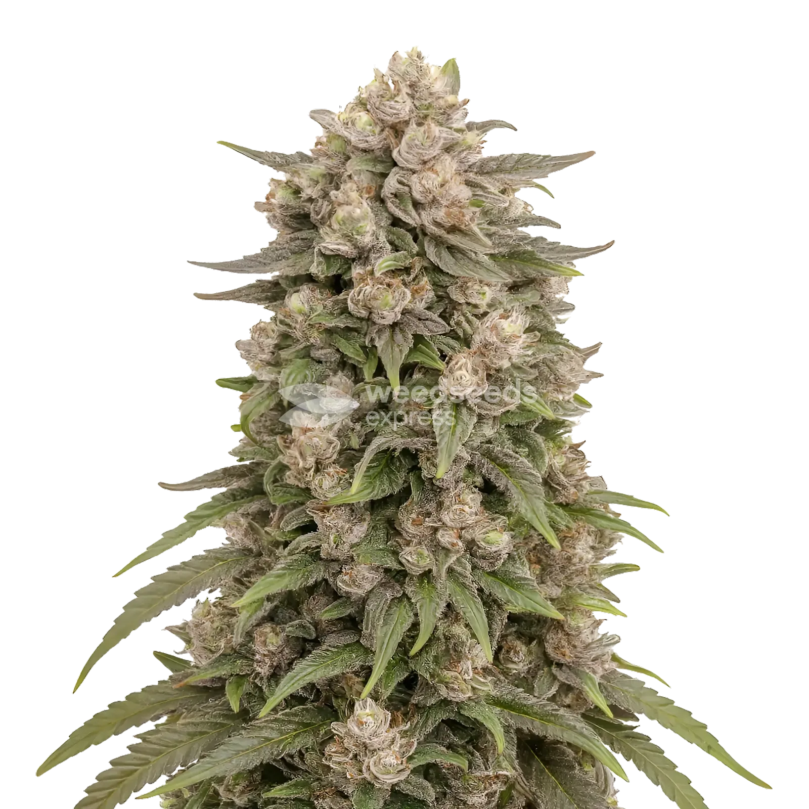 Plante de cannabis Tropicanna Cherry Cannabis