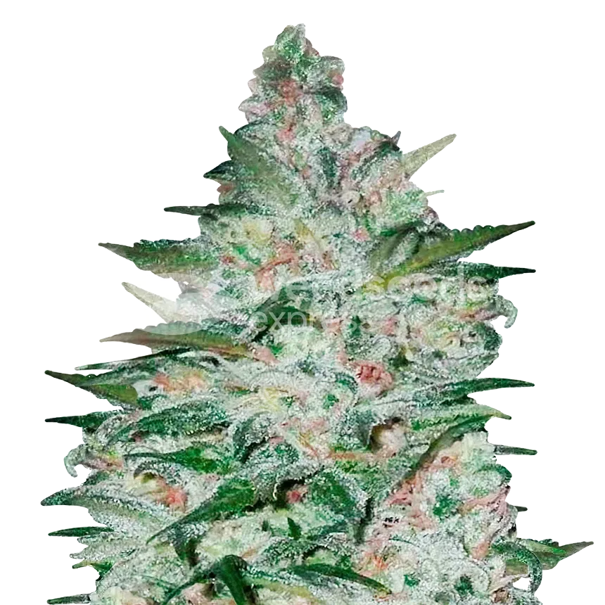 Tropicana Cookies Plant