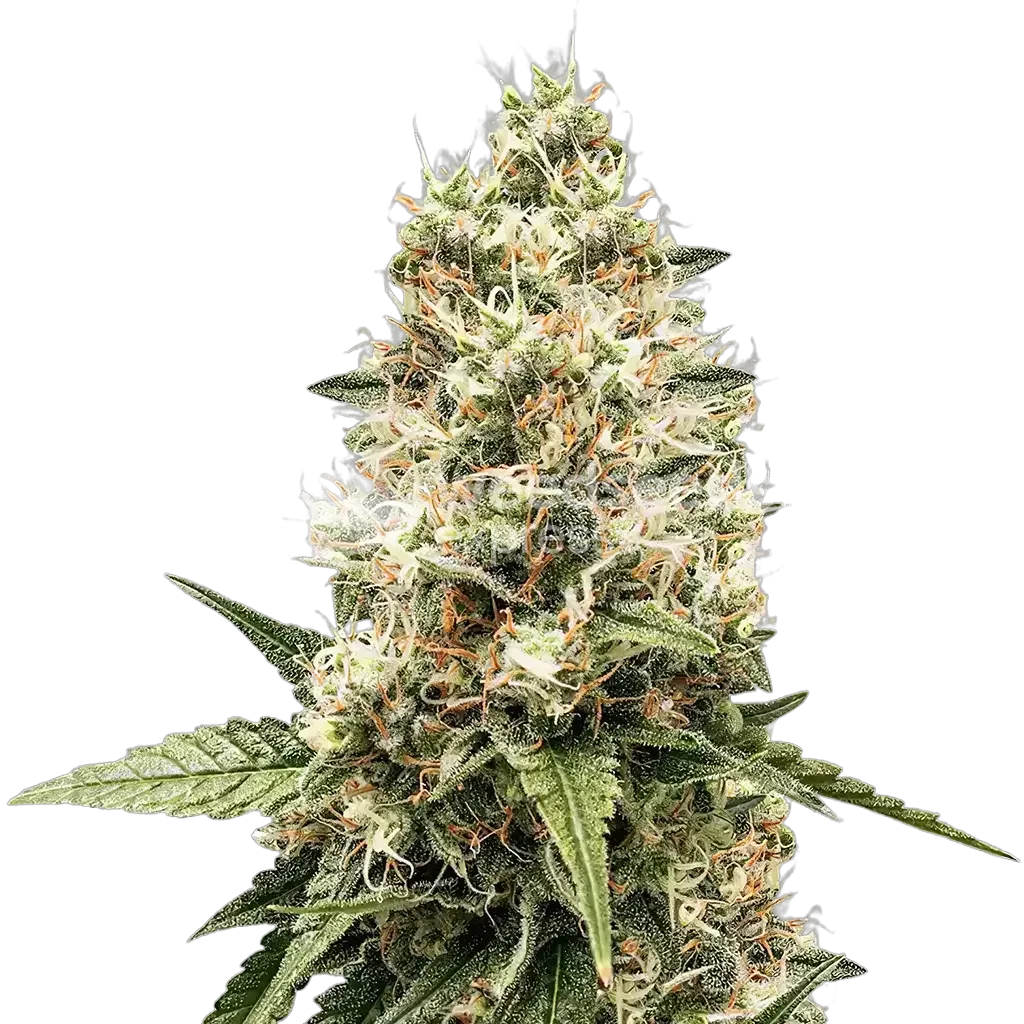 Watermelon Gelato Plante
