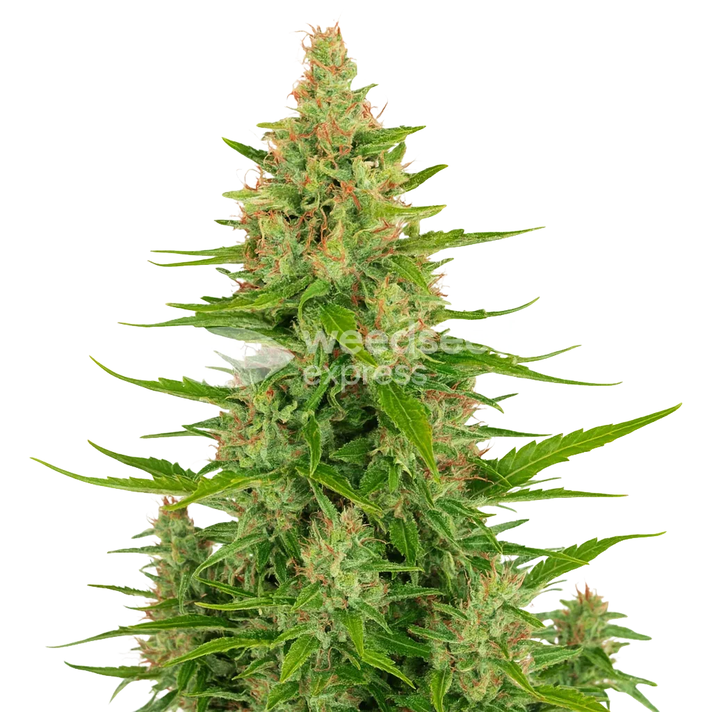Plante de Wedding Cake Auto