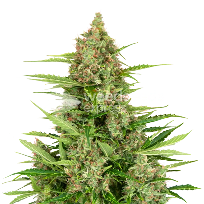 Wedding Cake plant