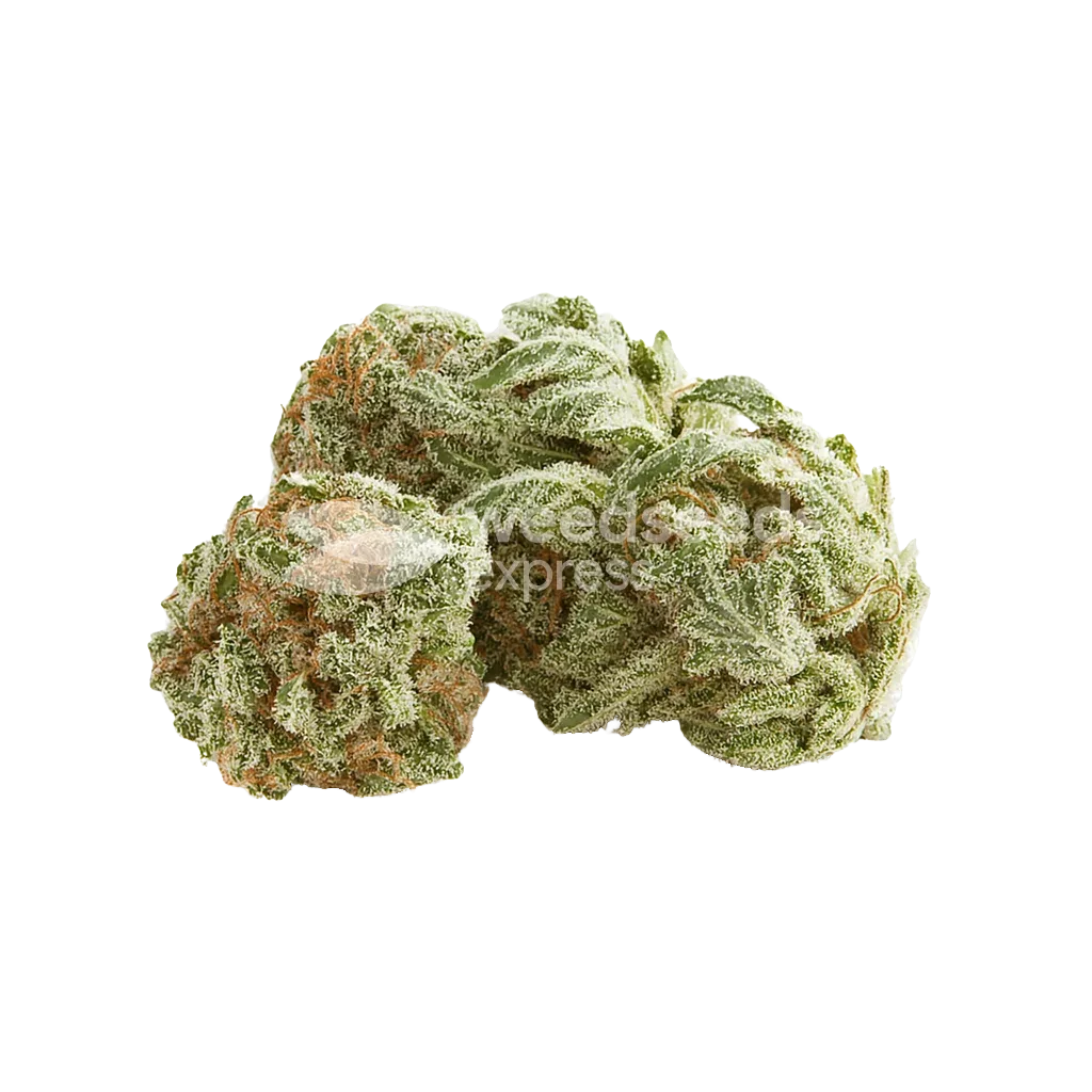 Bud de White Rhino Auto