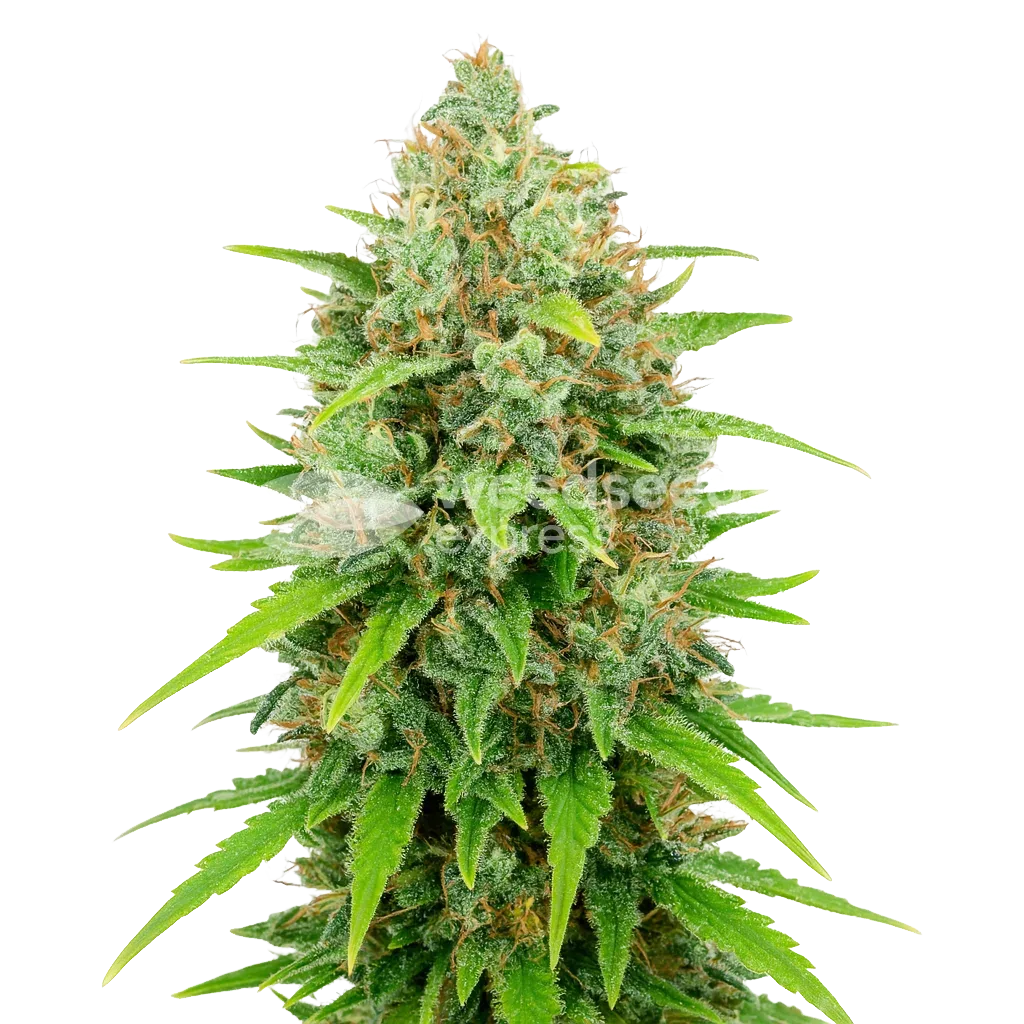 Plante de White Rhino Auto