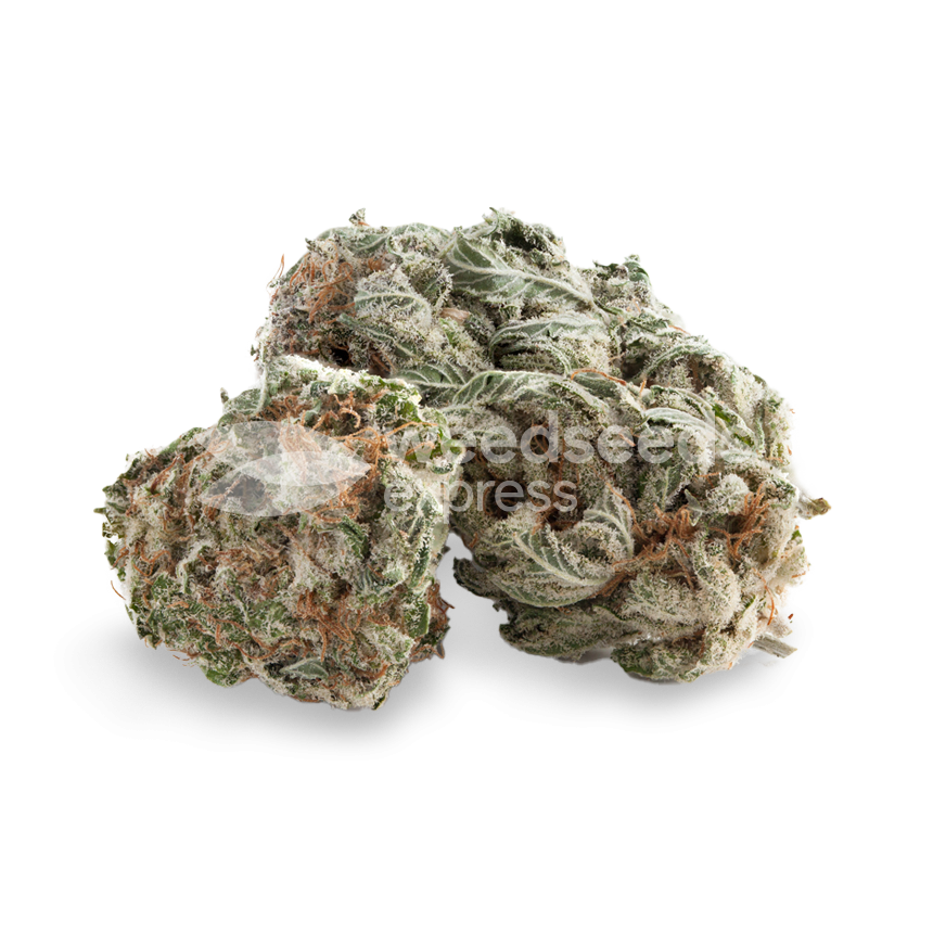 White Rhino Bud