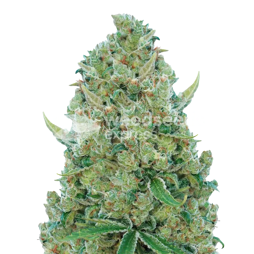 White Rhino Feminized